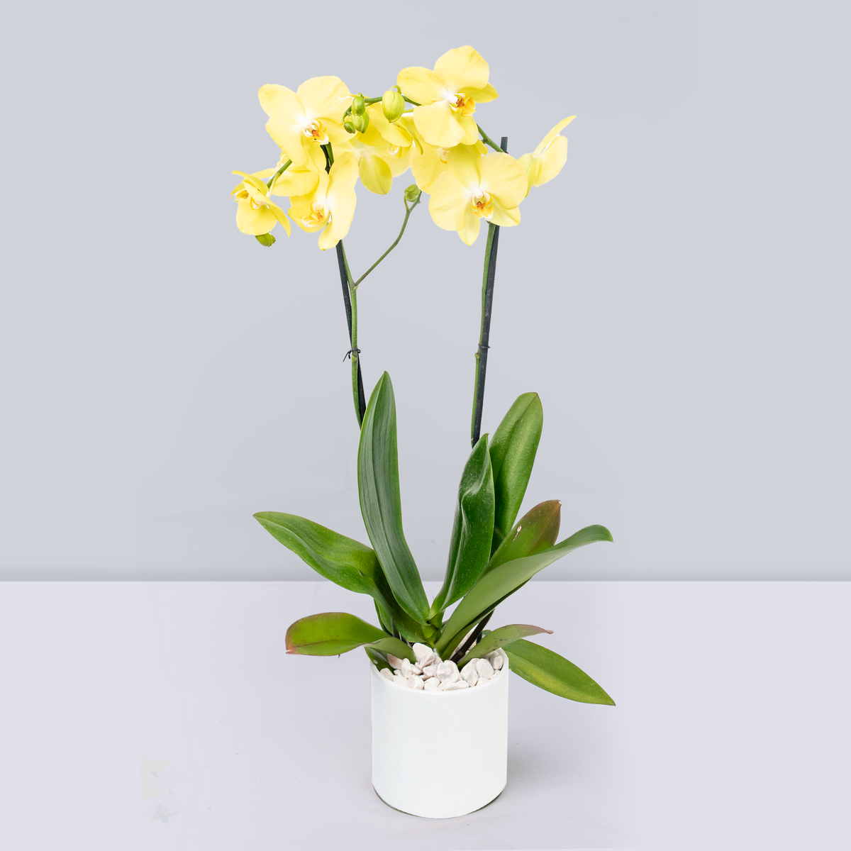 Orquídea Amarilla - En Maceta Blanca | LolaFlora