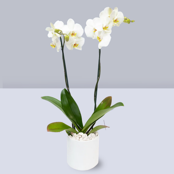 Orquídea Blanca Maceta Blanca - MOM 10 de Mayo