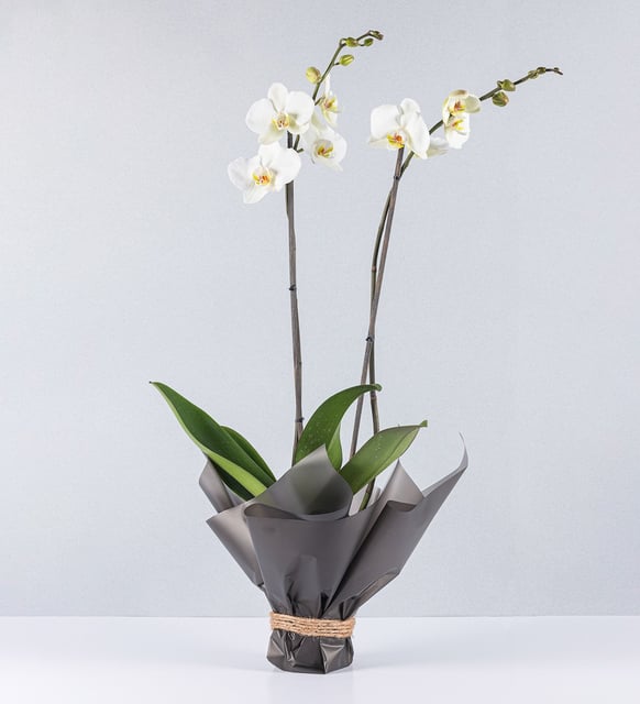 Orquídea Blanca - En Papel Negro
