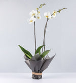 Orquídea Blanca Sobre Papel