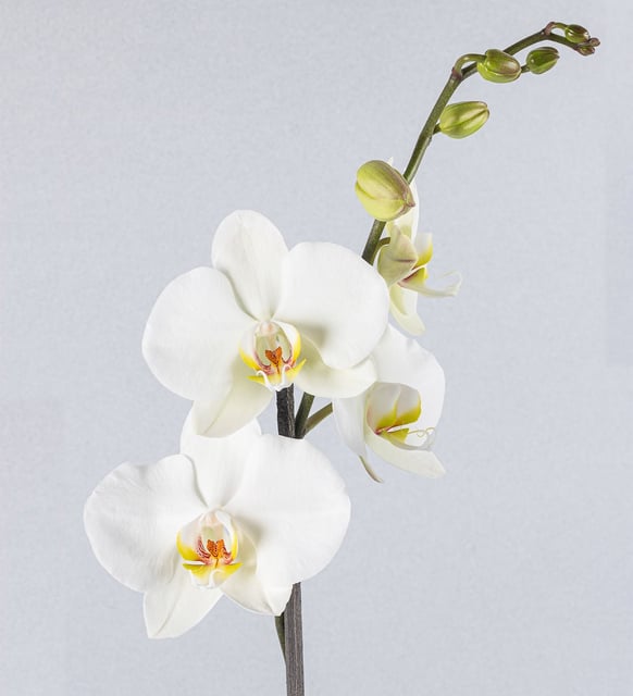 Orquídea Blanca Sobre Papel