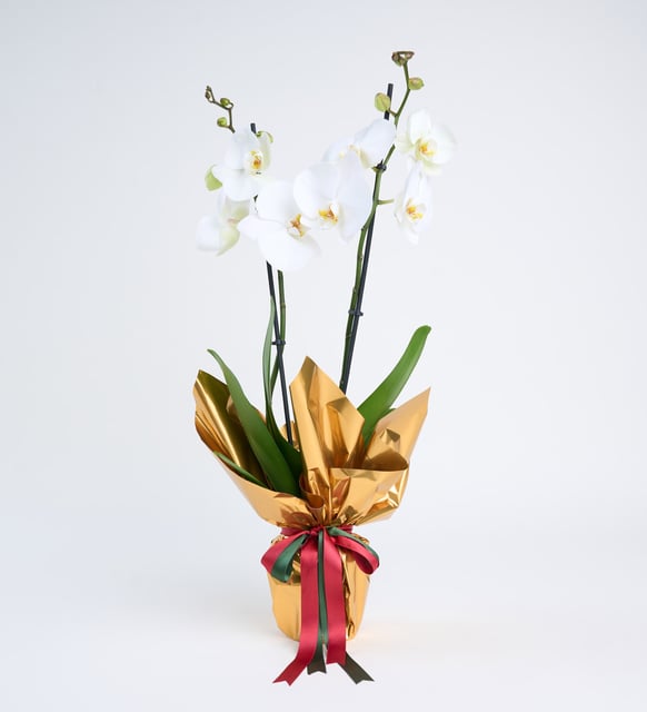 Orquidea Blanca en maceta decorada con papel satinado dorado
