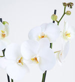 Orquidea Blanca en maceta decorada con papel satinado dorado