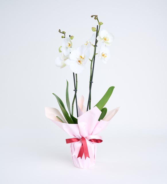 Orquidea Blanca en maceta papel pastel doble