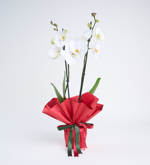 White Orchid in bright red paper pot
