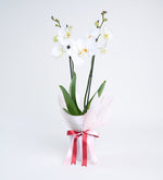 White Orchid in double clear pink paper pot
