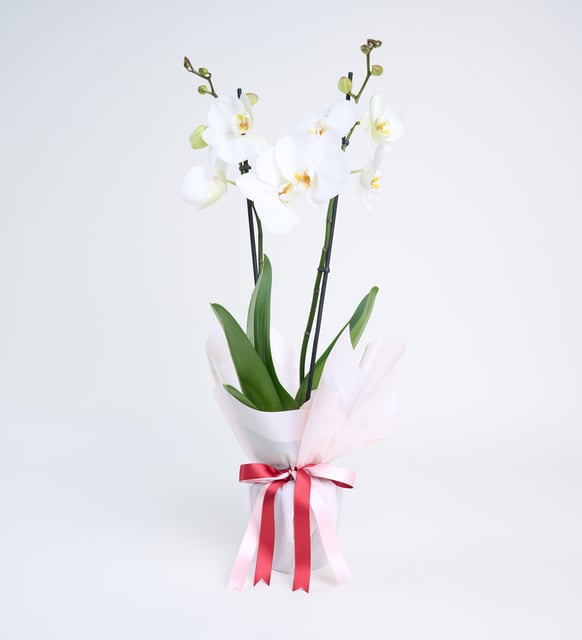 Orquidea Blanca en maceta papel rosa doble transparente