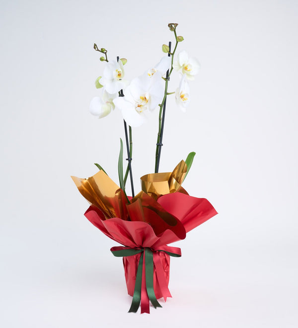 Orquidea Blanca en maceta pliegos de papel doble