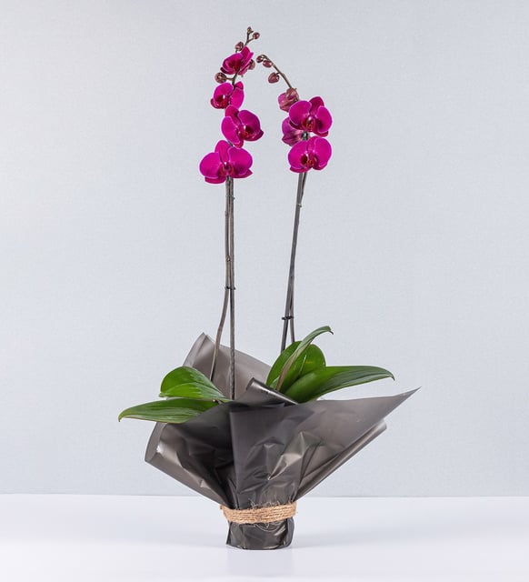 Orquídea Fucsia Envuelta En Papel