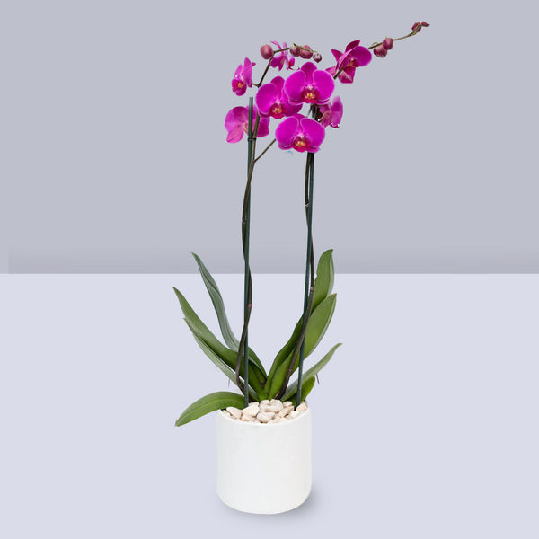 Orquídea Morada Maceta Blanca - MOM 10 de Mayo