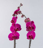 Orquídea Fucsia Envuelta En Papel