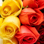 Pride - Flores