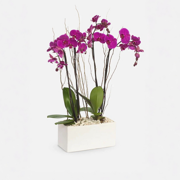 Todo Mi Cariño Orquídea Morada - para el 10 de mayo MOM