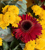 Gerberas rojas y crisantemos amarillos en un ramo amarillo