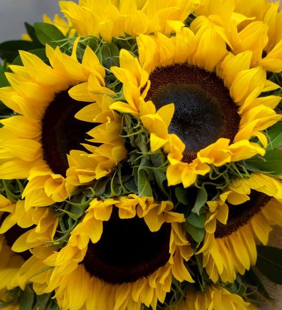 Ramo de Girasoles en Yute