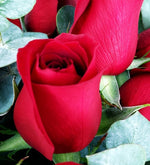 24 Rosas Rojas En Caja