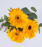 3 Gerberas Amarillas