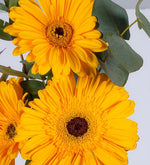 3 Gerberas Amarillas