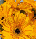 5 Gerberas Amarillas