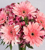 Gerberas Astromelias Rosadas (A)