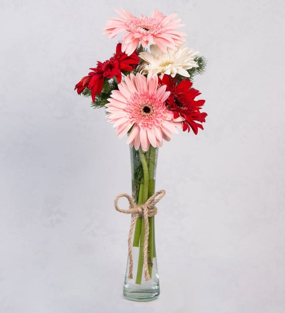 Violetero De Gerberas De Amor (M)