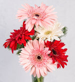 Violetero De Gerberas De Amor (M)