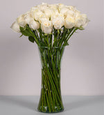 50 Rosas Blancas