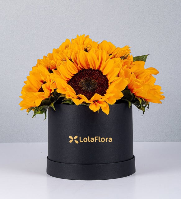 Caja De Girasoles