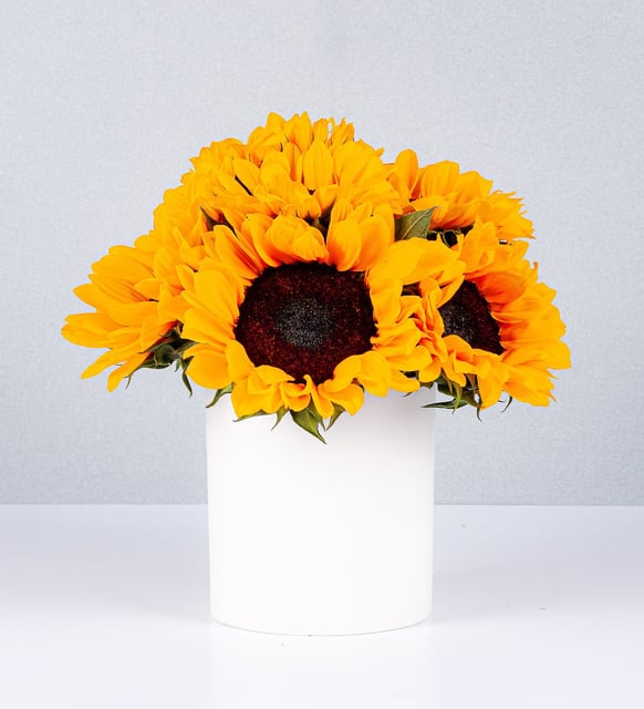 Maceta De Girasoles