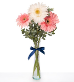 Gerberas blancas y rosas en florero de vidrio (M)