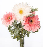 Gerberas blancas y rosas en florero de vidrio (M)