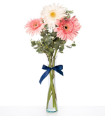 Gerberas blancas y rosas en florero de vidrio (M)