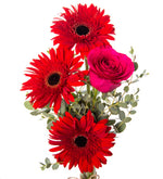 Gerberas rojas y rosas fucsias en florero de vidrio (M)