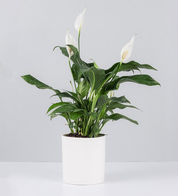 Cuna De Moises En Maceta a Domicilio con Lolaflora