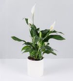 Cuna De Moises En Maceta a Domicilio con Lolaflora