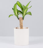 Palo De Brasil En Maceta a Domicilio con Lolaflora