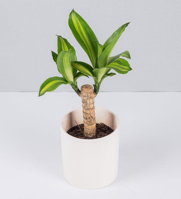 Palo De Brasil En Maceta a Domicilio con Lolaflora