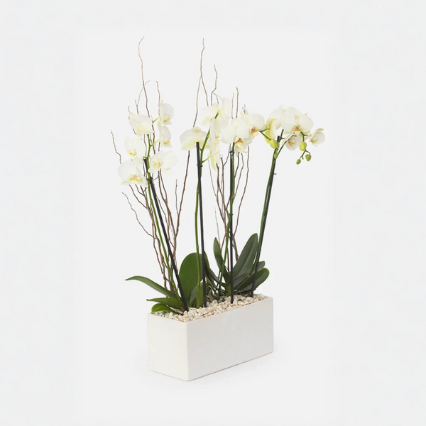 Todo Mi Cariño Orquídea Blanca - para el 10 de mayo MOM