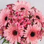 5 Gerberas Rosas y Astromelias Rosas - En Barcelo