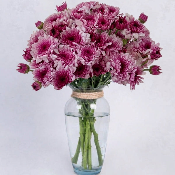 Purple daisies in a vase