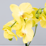 Orquídea Amarilla - En Maceta Blanca | LolaFlora