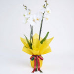 Orquídea Blanca - En Maceta Decorada con Papel Amarillo