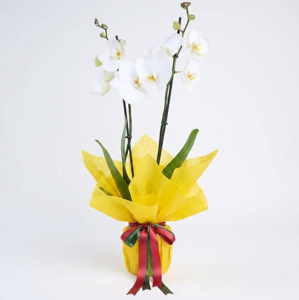 Orquídea Blanca - En Maceta Decorada con Papel Amarillo
