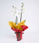 Orquídea Blanca en Maceta - Con Pliego de Papel Doble Amarillo/Rojo