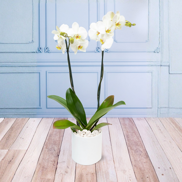 Orquídea Blanca Maceta Blanca - MOM 10 de Mayo