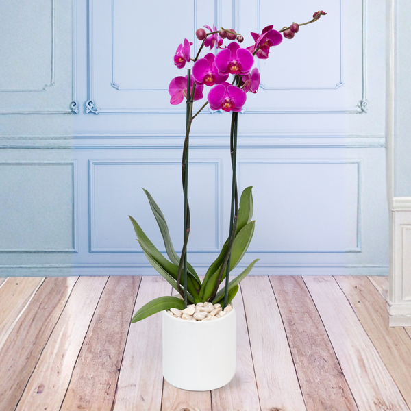 Orquídea Morada Maceta Blanca - MOM 10 de Mayo