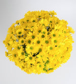 Día Soleado Margaritas