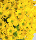 Día Soleado Margaritas